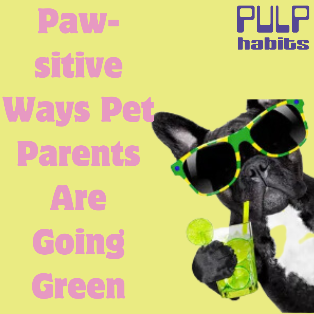 Paw-sitive Ways Pet Parents Are Going Green