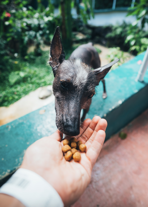 Growing Trend Toward Grain-Free Diets for Dogs...WHY?