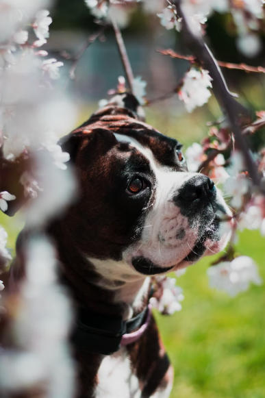 Preparing Your Pup for Spring: Tips and Tricks featuring Pulp Habits Eco-Bites