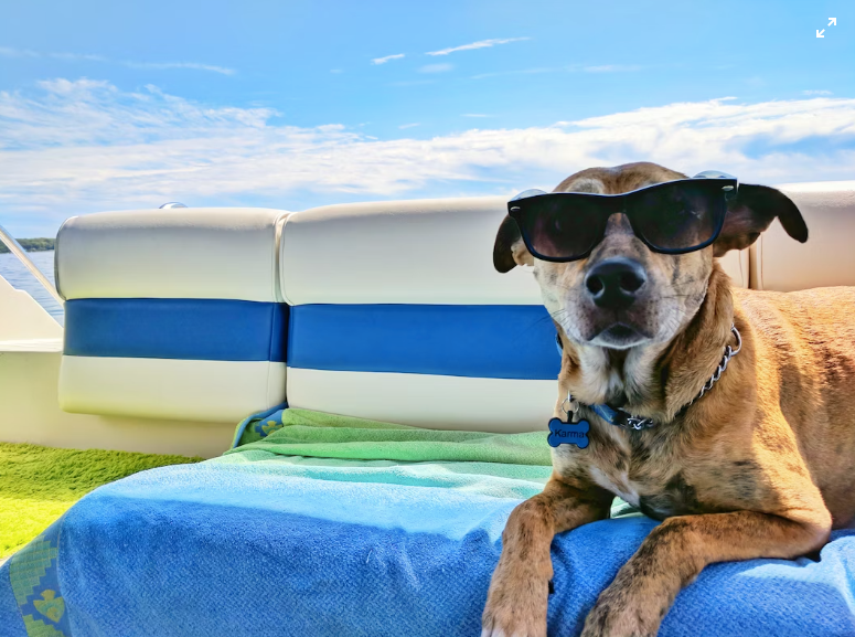 Paw-some Tips for Getting Your Furry Friend Ready for Summer Fun!